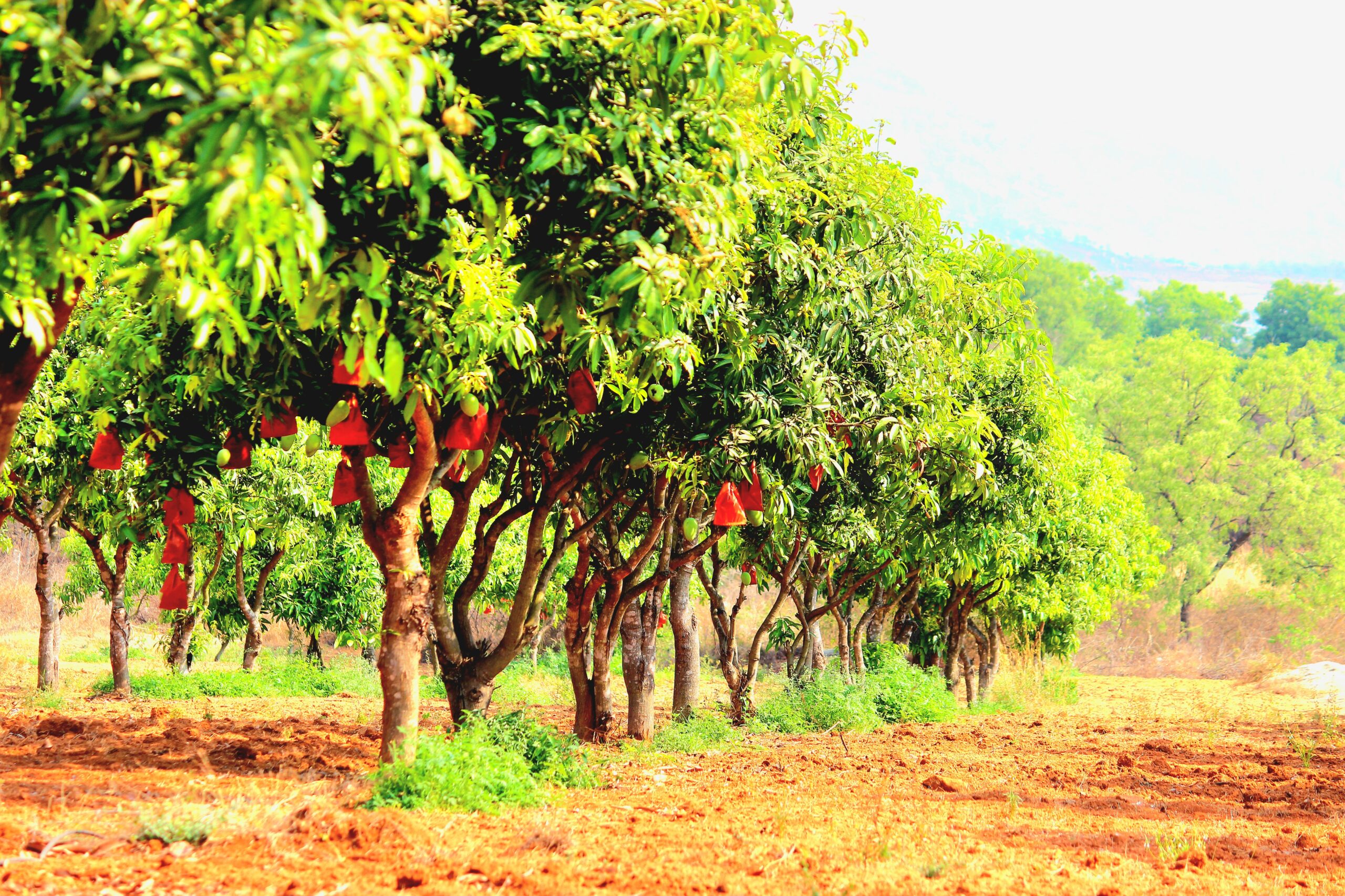 Mangoes individually bagged on tree
