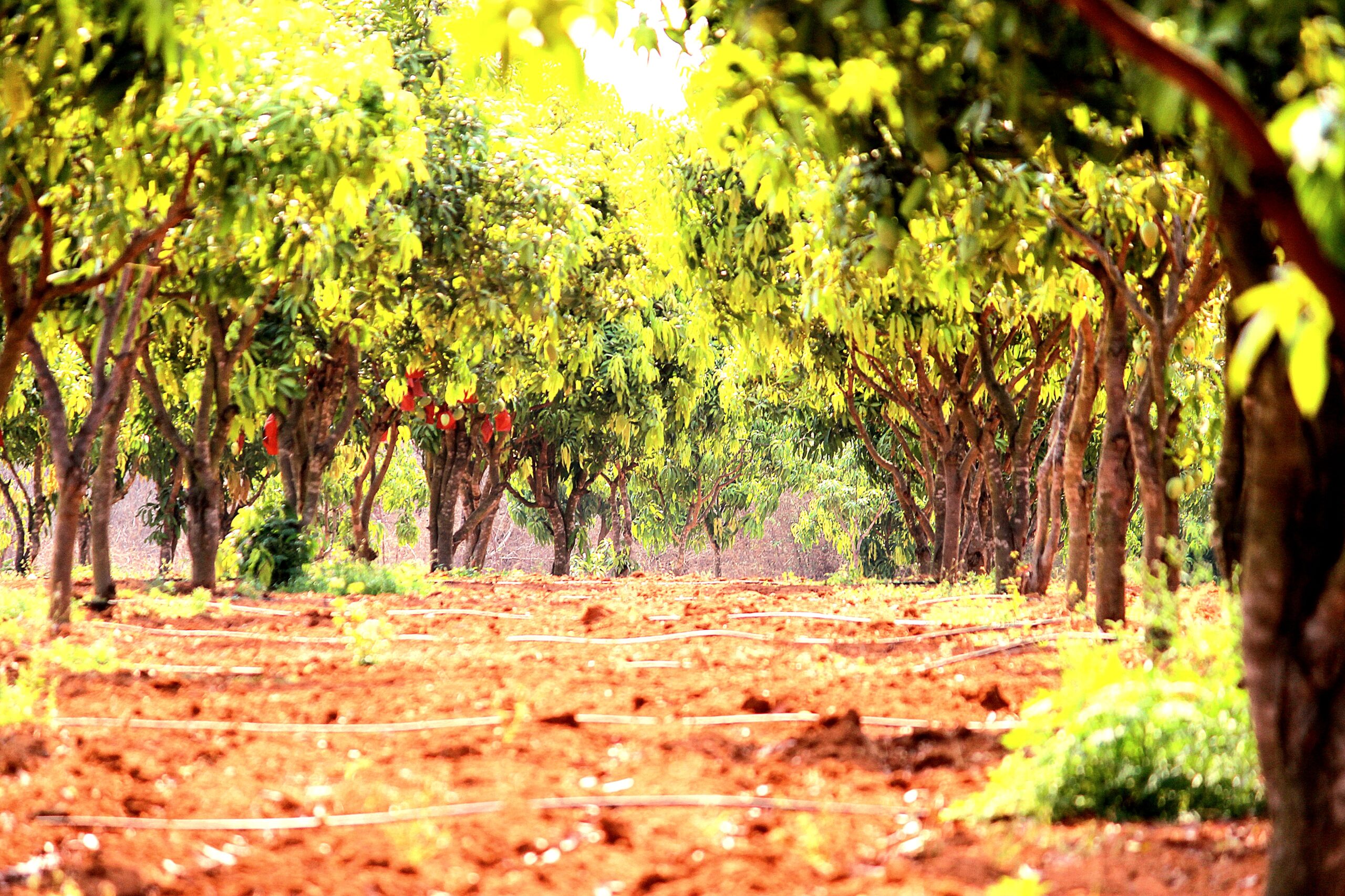 IB3 Orchards - Our Farm