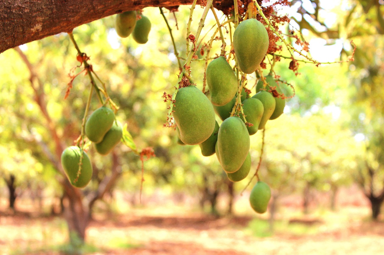 Naturally ripened mangoes on the tree
